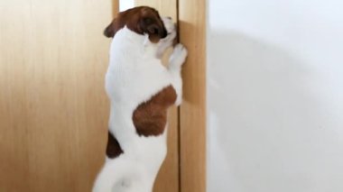 Jack Russell Terrier kapalı kapıyı tırmalamak istiyor ve iç kapıyı açmak istiyor. Evde ve dairede evcil hayvan bakımı ve hayatı.