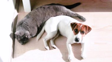 Güzel Jack Russell Terrier köpeği güneş altında güneşleniyor parkede mavi bir Burmalı kediyle.
