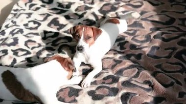 Genç Jack Russell Terrier köpekleri güneşin altında sıçrayan bir battaniyenin üzerinde güneşleniyor..