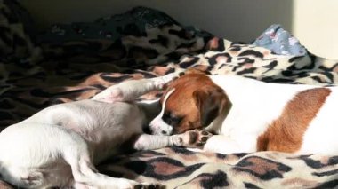 Güzel iki genç Jack Russell teriyer köpeği güneşin altında battaniyenin üzerinde güneşleniyor..