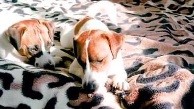 Genç ve tatlı Jack Russell Terrier köpekleri güneşin altında sıçrayan bir battaniyenin üzerinde güneşleniyorlar.