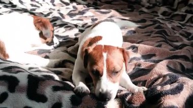 Genç Jack Russell teriyer köpekleri güneşin altında battaniyenin üzerinde güneşleniyor.