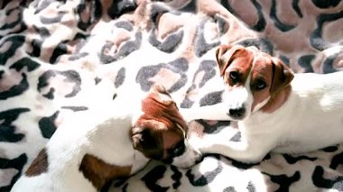  Genç Jack Russell Terrier köpekleri güneşin altında sıçrayan bir battaniyenin üzerinde güneşleniyor..