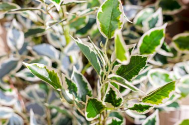 Ficus Beljamino iç mekanda yakın plan.