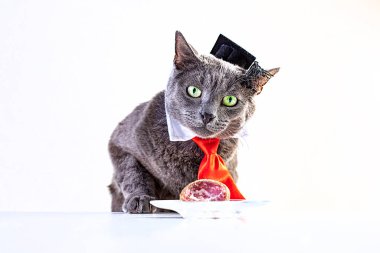 a smart gray cat in glasses, a wizard's hat and a red tie. Food for smart cats clipart