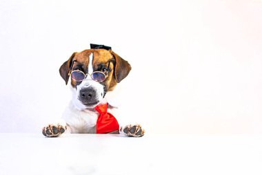Büyücü şapkalı, kırmızı kravatlı ve gözlüklü komik köpek yavrusu Jack Russell Terrier. Eğitim ve diplomasi. Okula geri dön.