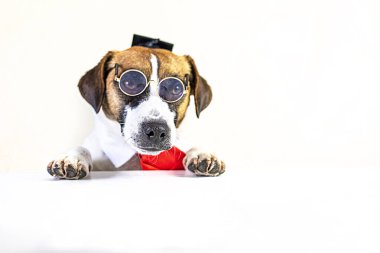 Kırmızı kravatlı ve büyücü şapkalı komik Jack Russell Terrier köpeği. Kaliteli eğitim... okula geri dönmek.