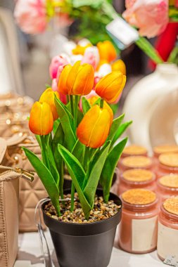 Kap içinde sarı turuncu çiçek açan laleler. Özen ve büyüyen çiçekler