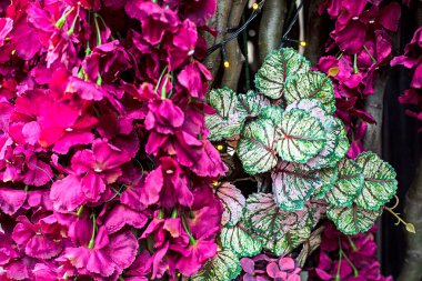 Güzel ve dekoratif pembe çiçekler. Tatil için hazırlanıyor.