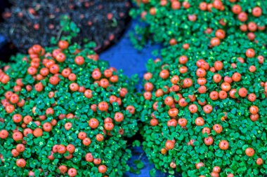 Bir serada büyüyen nertera. İç kısımda dekoratif yosun var.