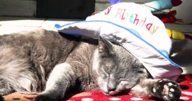  Birmanya 'nın şirin mavi kedisi üzerinde doğum günün kutlu olsun yazan bir şapkayla halıda.