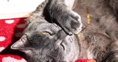 Güneşin altında parlak bir ipe bakan tembel gri kedi.