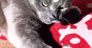 Güneşin altında parlak bir iple oynayan komik gri kedi.