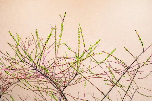 Genç yeşil yapraklar çalılıklarda hafif bir arkaplanda. Peyzaj tasarımı.