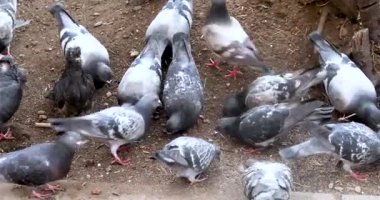 Bir grup güvercin sokakta yiyecek gagalıyor. Kuşlarla ilgilenmek. Kuş gribi.