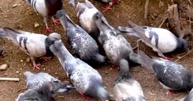 Gri güvercin sürüsü sokaktaki yiyeceği gagalıyor. Kuşlarla ilgilenmek. Kuş gribi.