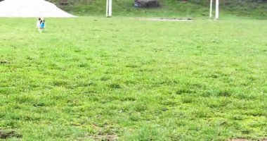 Jack Russell Terrier, mavi bir topun peşinden koşuyor. komutu al