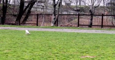 Jack Russell Terrier, mavi taşaklı bir şekilde komutayı bekliyor. komut getir.