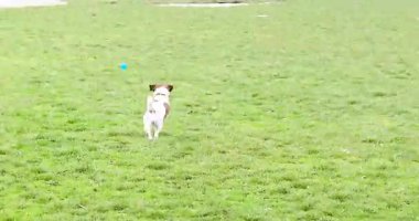 Komik Jack Russell Terrier, mavi topuyla yürüyüşe çıkıyor. komutu al.