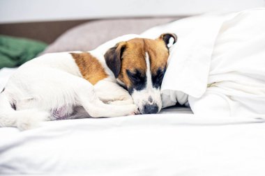 Güzel Jack Russell Terrier kanepede bir yastıkta uyuyor..