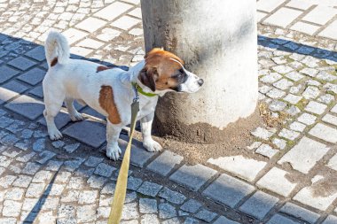İnatçı Jackrassell Terrier tasmalı sokak ortasında yatıyor ve daha ileri gitmeyi reddediyor. Şehirde köpek, eğitim ve sosyalleşme.