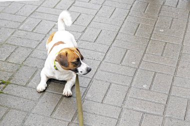 İnatçı Jack Russell Terrier tasmalı olarak sokakta yatıyor ve daha ileri gitmeyi reddediyor. Şehirde bir köpek, eğitim ve sosyalleşme.