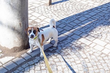 İnatçı Jackrassell Terrier tasmalı sokak ortasında yatıyor ve daha ileri gitmeyi reddediyor. Şehirde köpek, eğitim ve sosyalleşme.
