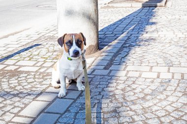 İnatçı Jackrassell Terrier tasmalı sokak ortasında yatıyor ve daha ileri gitmeyi reddediyor. Şehirde köpek, eğitim ve sosyalleşme.