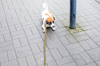 İnatçı Jack Russell Terrier tasmalı olarak sokakta yatıyor ve daha ileri gitmeyi reddediyor. Şehirde bir köpek, eğitim ve sosyalleşme.