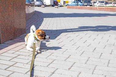 Tasmalı Jack Russell Terrier sokakta yatıyor ve daha ileri gitmeyi reddediyor. Şehirde köpek, eğitim ve sosyalleşme.