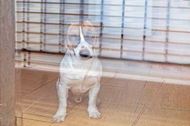Jack Russell Terrier balkon kapısından girdi. Hayvanlarını eve kilitle.