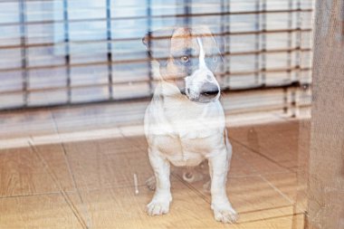Jack Russell Terrier balkon kapısından girdi. Hayvanlarını eve kilitle.