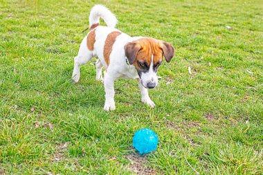 Şirin Jack Russell Terrier onunla top oynayacak birini bekliyor. Yavru köpek yürüyor.