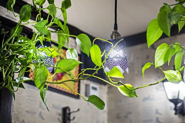 Bir kafede dekoratif çiçekler.