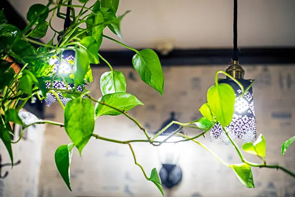 Bir kafede dekoratif çiçekler.