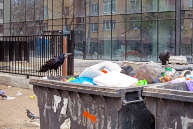 Aç kale, şehirdeki bir çöp kutusunda bir parça ekmek buldu. Hayvan ve çevresel koruma