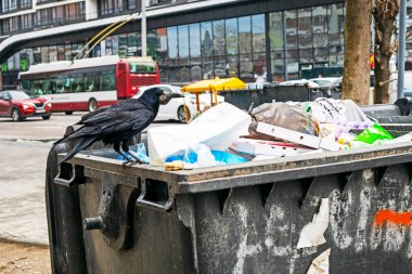 Aç kale, şehirdeki bir çöp kutusunda bir parça ekmek buldu. Hayvan ve çevresel koruma