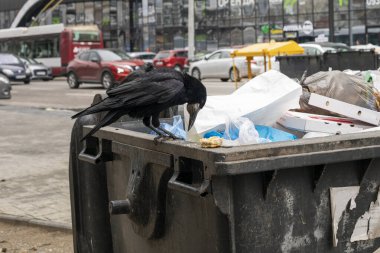 Aç kale, şehirdeki bir çöp kutusunda bir parça ekmek buldu. Hayvan ve çevresel koruma