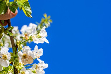 Çiçek açan sarı kiraz ağacının dalını mavi gökyüzüne karşı tutarak. Meyve ağaçlarının büyümesi ve hastalıkları