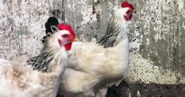 Çiftlikte ve evde tavuk yetiştiriyorum. Ekonomik kriz.