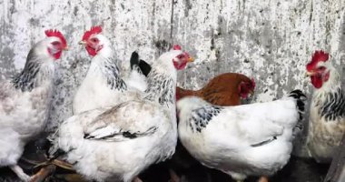 Çiftlikte ve evde tavuk yetiştirip, yumurtluyorlar. Ekonomik kriz.