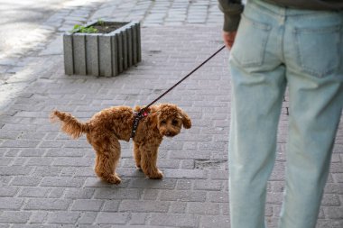 Gürültülü bir şehirde evcil bir kanişle tasmayla dolaşmak
