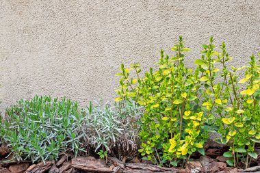 Duvarlar boyunca gölgeli bitkiler dikmek şehrin ve özel evlerin peyzaj tasarımı bağlamında: