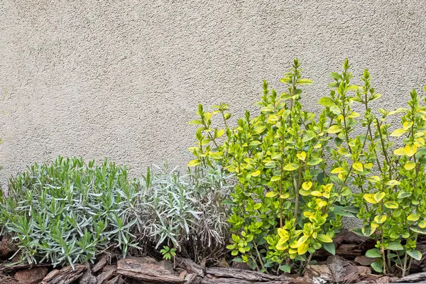 Duvarlar boyunca gölgeli bitkiler dikmek şehrin ve özel evlerin peyzaj tasarımı bağlamında: