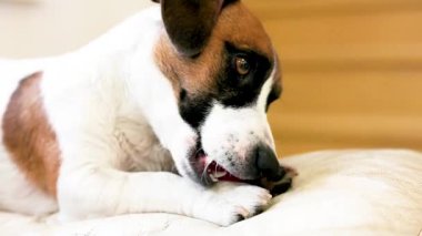 Güzel Jack Russell Terrier küçük pembe bir topla oynuyor ve ısırıyor.