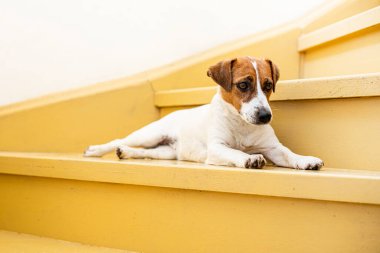 Jack Russell Terrier köpeği meşe ağacının üzerine uzanır. Evdeki merdivenleri boyar ve güneşlenir.