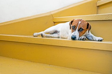 Güzel Jack Russell Terrier köpeği meşe ağacının üzerinde uzanır. Evdeki merdivenleri boyar ve güneşlenir.