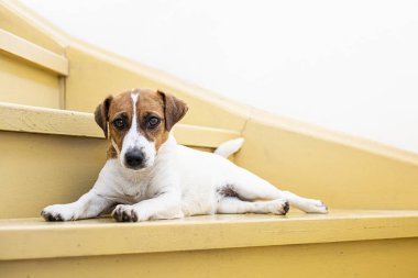 Şirin Jack Russell Terrier köpeği meşe ağacının üzerinde uzanıyor boyalı merdivenler ve güneşlenerek evde yatıyor.