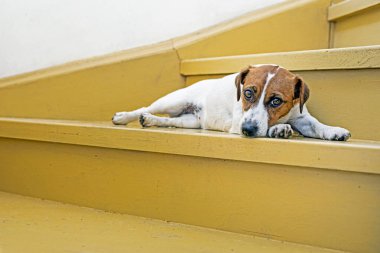 Güzel Jack Russell Terrier köpeği meşe ağacının üzerinde uzanır. Evdeki merdivenleri boyar ve güneşlenir.