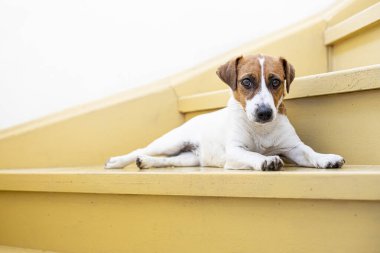 Jack Russell Terrier köpeği meşe ağacının üzerine uzanır. Evdeki merdivenleri boyar ve güneşlenir.